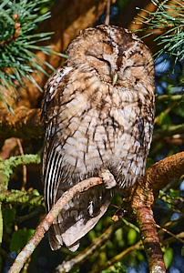 Male tawny owl in tree - early evening