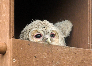 Tawny owl chick peering out of nestbox
