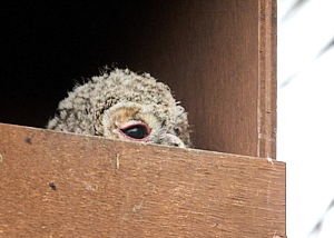 Tawny owl chick peering out of nestbox