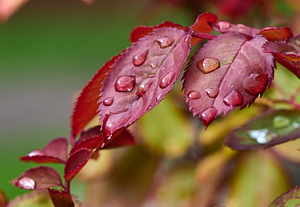 Rain drops on red rose leaf