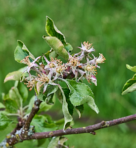 Remains of apple blossom