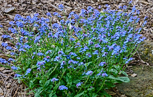 Forget-me-nots in flower