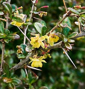 Yellow flower on thorny bush