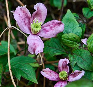 Close up of clematis flower