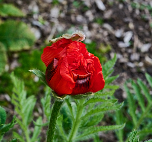First red poppy flower of the year