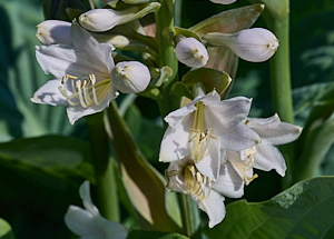 White Hosta flowers
