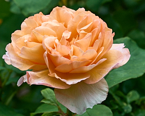 Pinkinsh yellow rose in bloom