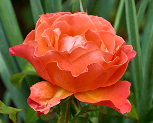 Red bloom of fellowship rose