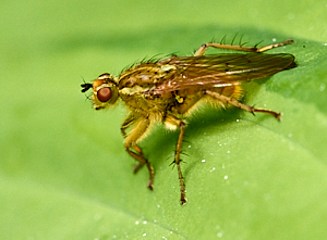 Unknown fly on leaf
