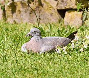 Pigeon sitting on grass enjoying the sun