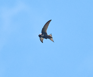 Swift preening in mid flight