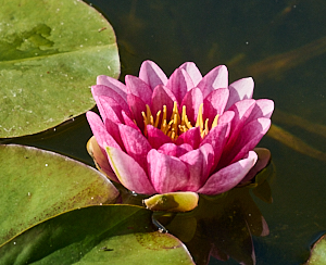 View of pink water lilly
