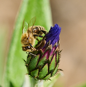 Bee on flower bud