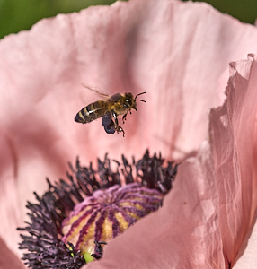 Insect with pollen flying over pink poppy
