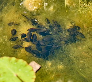 Toad tadpoles in pond