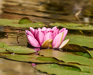 View of pink water lilly