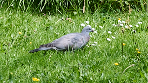 Juvenile woodpigeon relaxing on lawn