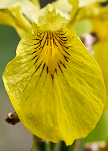 Close up photo of yellow Iris 