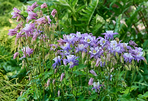 Aquilegia flowers - blue and pink