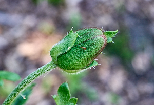 Poppy bud about to open