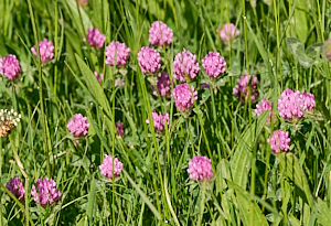 Red clover in grass