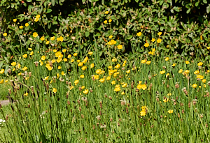 Buttercups amongst the grass
