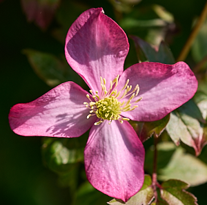 Close up of Clematis flower