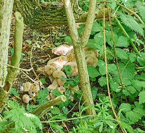 Funghi in the undergrowth