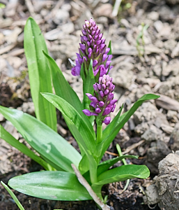 Northern marsh orchid in flower