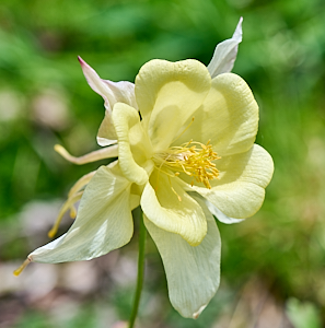 Single yellow Aquilegia flower