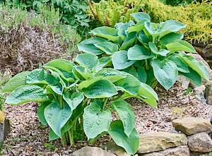 Hosta plants