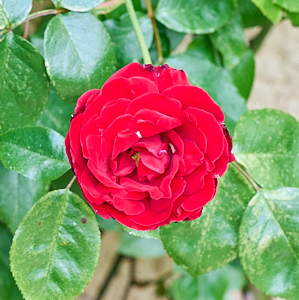 Deep red DUblin Bay rose