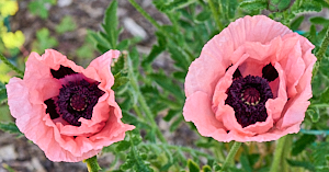 Pair of pale pink poppy flowers