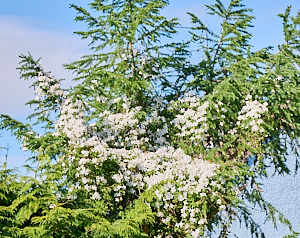 White Clematis grwoing up a tree