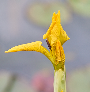 Yellow iris close up