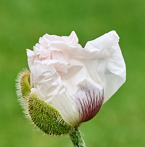 White poppy flower emerging from seed head