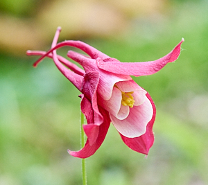 Close up of red aquilegia flower