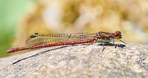 Close up of red damselfly