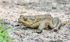 Common toad of concrete path