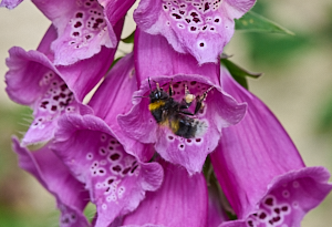 White tailed bee on foxglove