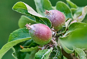 Apples forming on tree