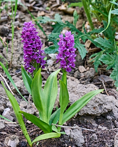 Northern marsh orchids in flower
