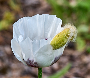 White poppy just emerged from seed head