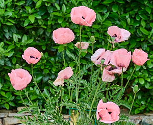 Group of pink poppies
