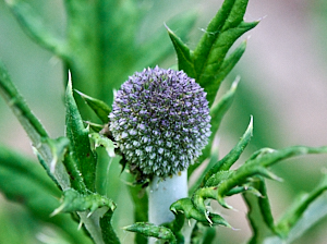 Close up of Globe Thistle starting to appear.