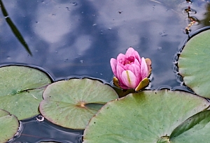 Pink water lilly about to open