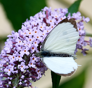 White butterfly on Buddleia