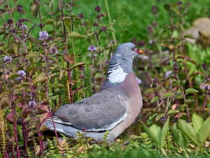 Wood pigeon at edge of pond