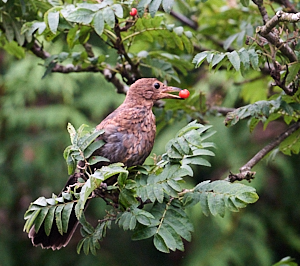 Blackbird eating Rowan berry