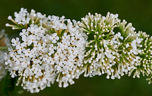 White buddleia flowers